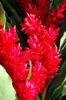 Kırmızı ve siyah çiçekler, yaklaşın.