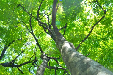 Ağaçlı güzel yeşil orman sabah