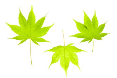 Beyaz bir arka plan üzerinde izole yeşil akçaağaç yaprakları