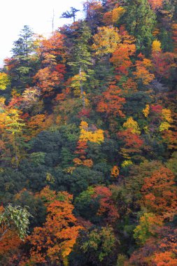 Ağaçlarda renkli yapraklar olan güzel sonbahar manzarası