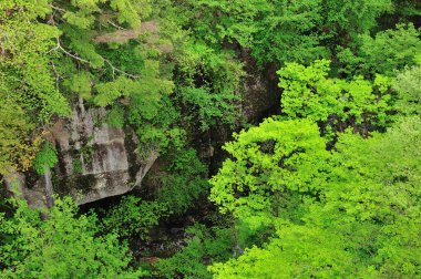 Ormanın yeşil ağaçları