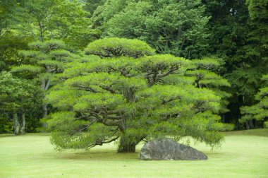 Parktaki yeşil bitkilerin güzel bir görüntüsü.