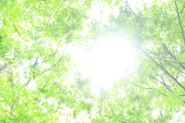 Ormanda güzel yeşil ağaçlar ve yapraklar   