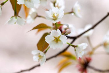 Dallarda beyaz kiraz çiçekleri