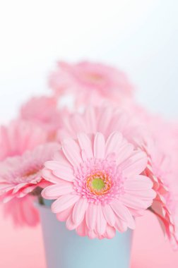 Arka planda pembe kasımpatı çiçekleri