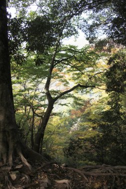 Ağaçların sonbahar ormanı