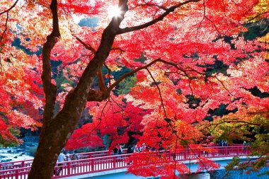 Parkta güneş ışığı altında renkli ağaçlar, sonbaharda doğa arka planı 
