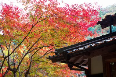 Sonbahar yaprakları, sonbahar bitkileri