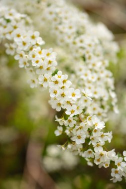 Güzel çiçekler, yakın manzara, yaz konsepti.