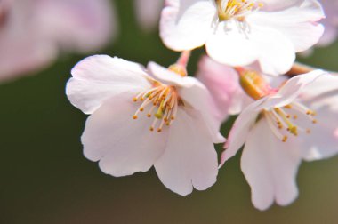 Bahçedeki güzel beyaz çiçekler. İlkbaharda kiraz çiçekleri, yakın plan. 