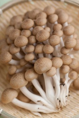 Japon Bunashimeji mantarlarının yakın görüntüsü