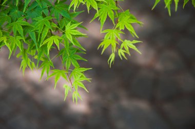 yeşil akçaağaç yaprakları, doğa, bitki ve çevre,