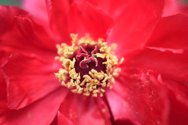 Güzel botanik fotoğrafı, doğal duvar kağıdı.