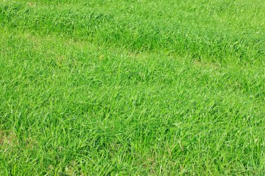 Taze yeşil çimenlerin arka planı.