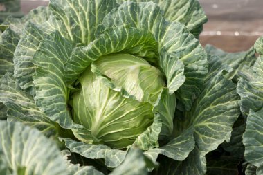 Arka planda yeşil lahanalar, kapatın.