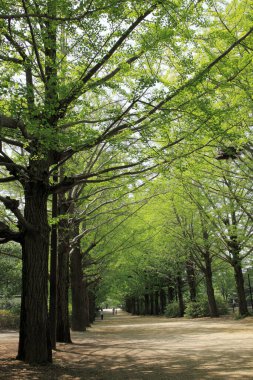 Doğal manzaranın güzel manzarası