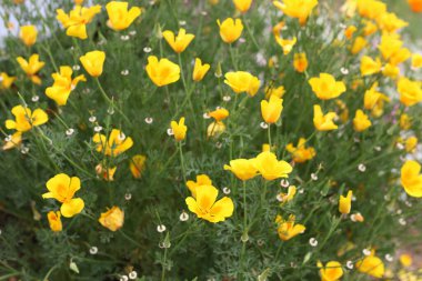 Su damlacıkları olan sarı bir çiçek çalısı.