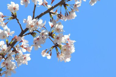 Çiçeklerle kaplı ağaç dalları 