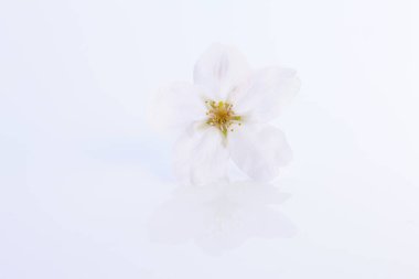 Renkli bahar çiçekleri güneş ışığında çiçek açıyor 