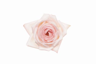 Beyaz arkaplanda izole edilmiş pembe güller 