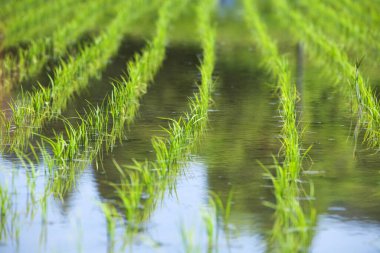 Yağmur mevsiminde pirinç tarlaları