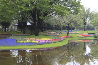 Parktaki renkli laleler
