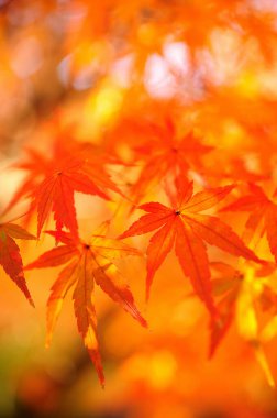 Ormanda kızıl sonbahar yaprakları