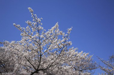 Japonya 'da kiraz çiçeği