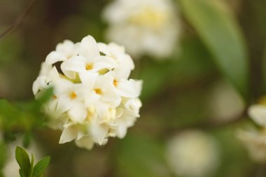 Bahar çiçeği, güzel doğa.