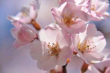 Bahçedeki güzel pembe çiçekler, baharda açan ağaçlar.