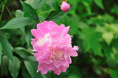 Bahçedeki pembe şakayık çiçeği.