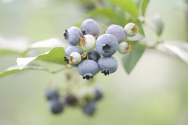 Bir dal üzerinde bir demet yabanmersini