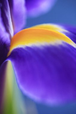 Güzel çiçekler, yakın manzara, yaz konsepti.