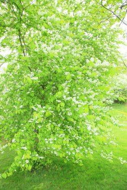 Yaz parkında gündüz vakti yeşil bitkiler ve ağaçlar 