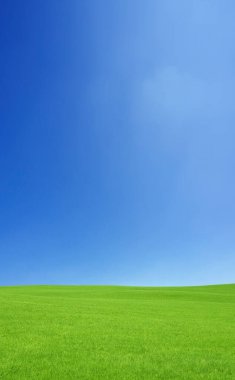 güzel yeşil tarla ve mavi gökyüzü kırsalda          