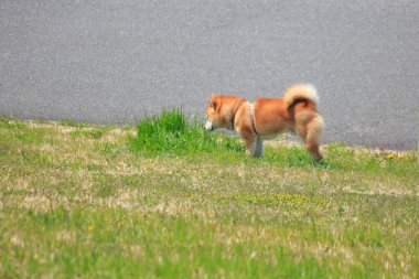 Parktaki yeşil çimenlikteki sevimli köpeğin yan görüntüsü