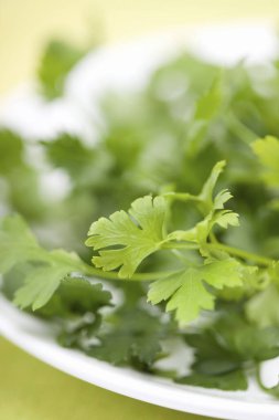 Beyaz arka planda taze yeşil maydanoz