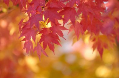 Ağaçta taze bahar yeşili yapraklar. Doğa arkaplanı