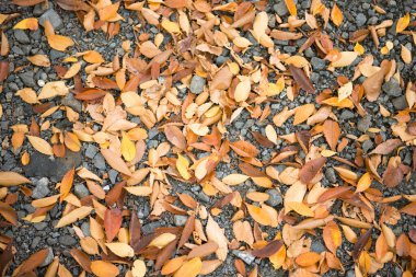 Sonbahar yaprakları, kapatın.