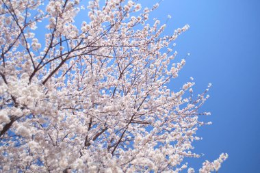 Baharda çiçek açan ağaçlarla ve mavi gökyüzüyle güzel bir manzara.                                      
