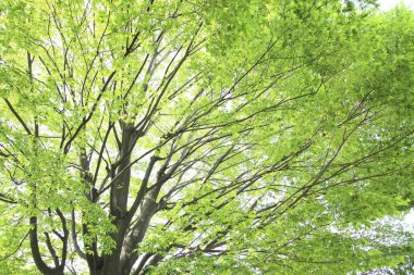 Yaz parkında gündüz vakti yeşil bitkiler ve ağaçlar 