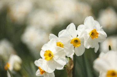 Renkli bahar çiçekleri güneş ışığında çiçek açıyor 