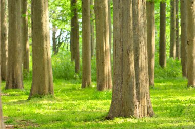 Ağaçlı güzel yeşil orman sabah
