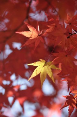 Sonbahar yaprakları ağaçlarda, sonbahar mevsimi
