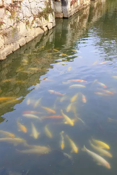 Colorful Koi Fish Pond — Stock Photo, Image