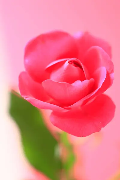 Rose Rose Sur Fond Flou — Photo