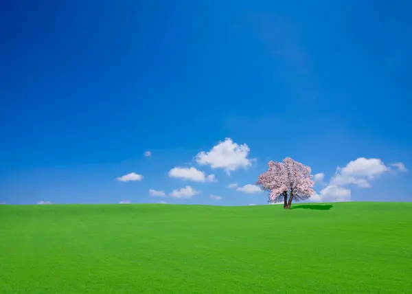 Albero Fiorito Campo Verde Cielo Blu Con Nuvole Bianche — Foto Stock