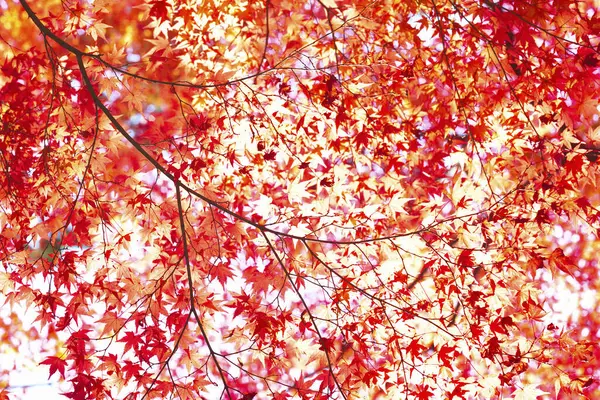 Barevné Stromy Slunci Parku Podzimní Příroda Pozadí — Stock fotografie