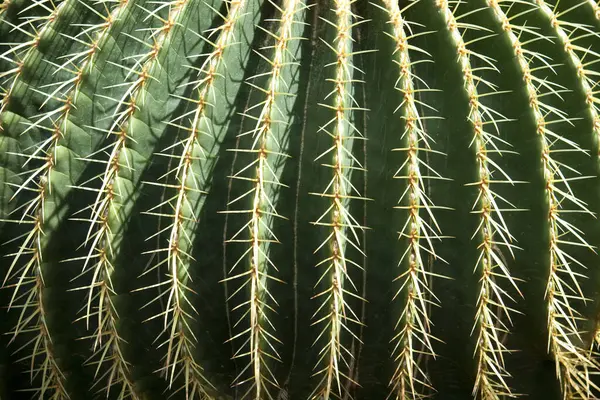 Primo Piano Delle Piante Cactus — Foto Stock