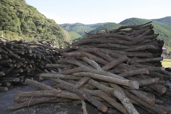 Piles Stacked Firewood Forest — Stock Photo, Image